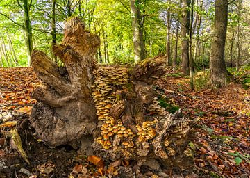 Village de champignons sur une belle souche d'arbre mort. sur Els Oomis