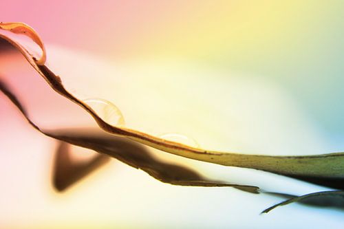 Voel de harmonie van de natuur