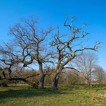 Oaks in a meadow by Heiko Kueverling