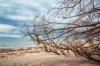 Trunk on shore of the Baltic Sea van Rico Ködder thumbnail