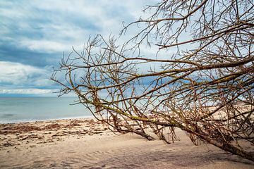 Trunk on shore of the Baltic Sea