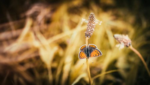  “Hold on to your heart and life will give you wings.”  von William Klerx