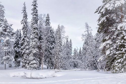 Panoramic winter landscape, Finland