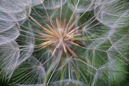 Yellow Morning Star Fluffy Globe