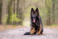 Berger allemand
