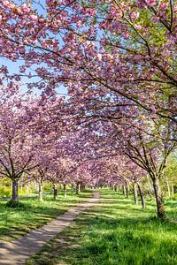 Idyllic cherry blossom trail