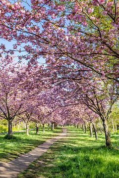 Sentier idyllique des cerisiers en fleurs sur Melanie Viola