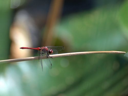 Libelle op het riet