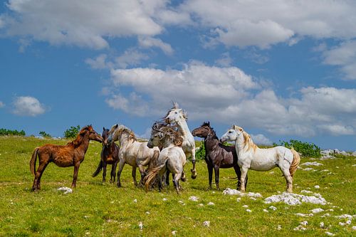 Wildpferde von Ursula Di Chito