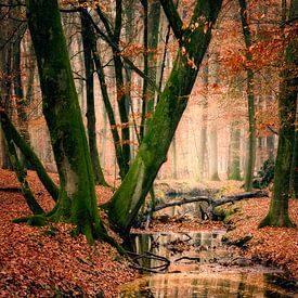 Herfstkleuren in oud, Nederlands, bos van Jos Reimering