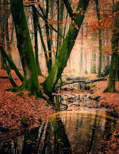 Herbstfarben in altem, holländischem, Wald von Jos Reimering