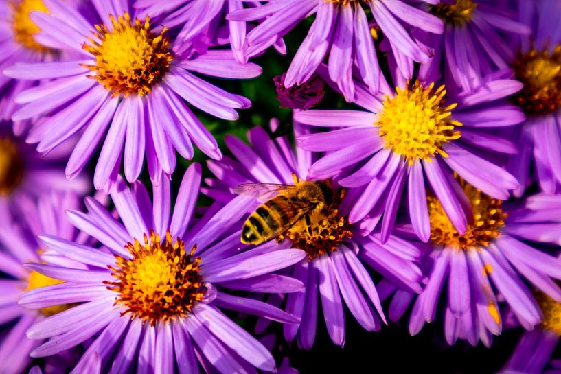 Wunderschöne Blütenpracht im heimischen Garten von Oliver Hlavaty