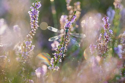 pantserjuffer in bokeh