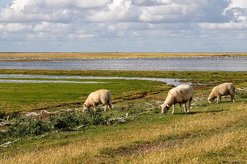 Sheep on the dike at Westerhever