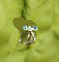 Miss looks through leaf