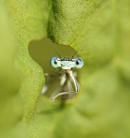 Mademoiselle regarde à travers la feuille sur Titi-Kiekt