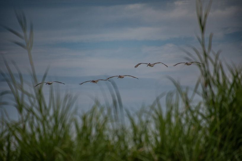 ein Flug von Pelikanen von Ton Wever