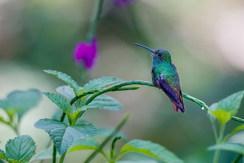 Blauwkeelsaffierkolibrie