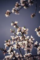 Blüte