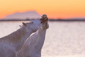 Ich küsse dich (Camargue-Pferde) von Kris Hermans