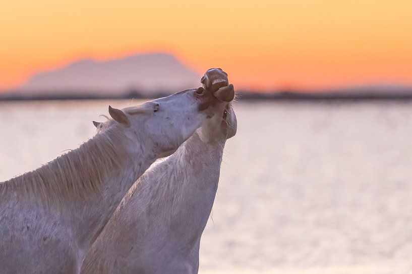 Je t'embrasse (chevaux de Camargue) par Kris Hermans