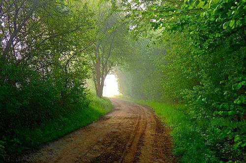The Green Mile... (forest path to the light)