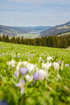 Crocuses with a view of the Alpsee near Immenstadt by Leo Schindzielorz