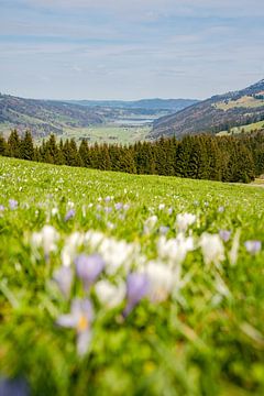 Krokusse mit dem Blick auf den Alpsee bei Immenstadt von Leo Schindzielorz