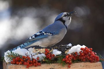 Ein Blauhäher am Futterhäuschen im Garten von Claude Laprise