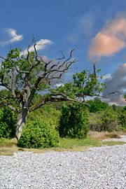 Champs de silex dans la réserve naturelle de Schmale Heide, près de Mukran, sur l'île de Rügen