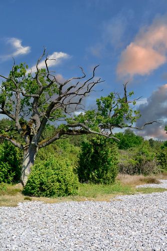 Champs de silex dans la réserve naturelle de Schmale Heide, près de Mukran, sur l'île de Rügen