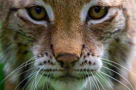 Face to face with the lynx by Tiny Jegerings
