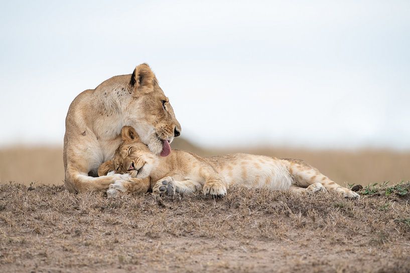 Mother love! by Robert Kok