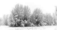Sereen sneeuwlandschap