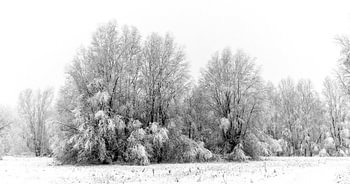 Serene snow landscape
