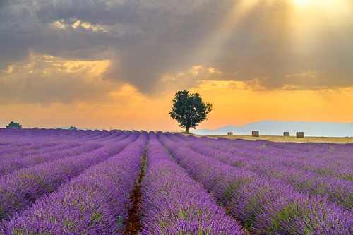 Lavender blossoming in the Provence during sunrise by Sjoerd van der Wal Photography