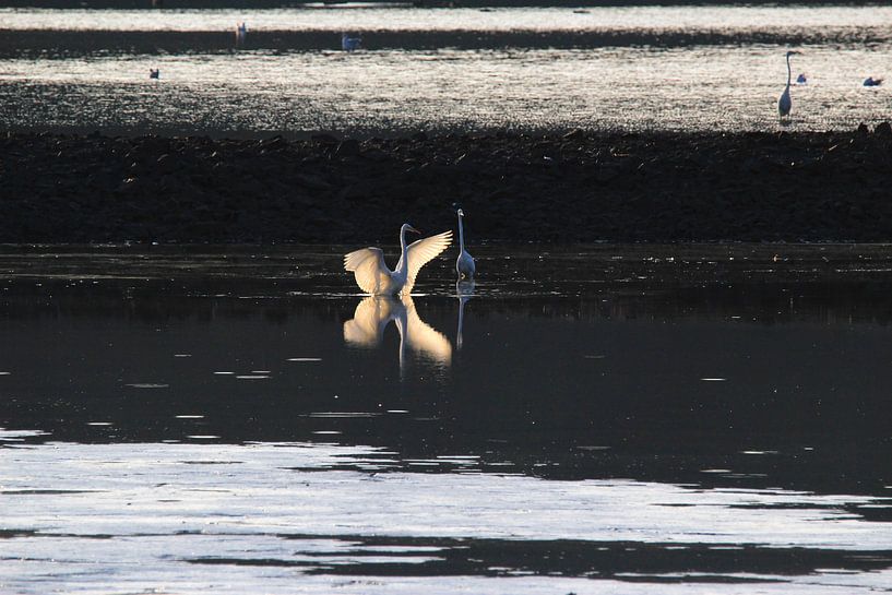 Beautiful Great White Egret by Thomas Jäger