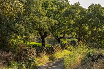 cork oak forest with rich occurrence of natural by Hans Hut