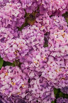 Paarse hortensia's in Frankrijk van Bianca Kramer