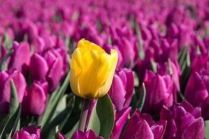 eine einzelne gelbe Tulpe in einem violetten Tulpenfeld