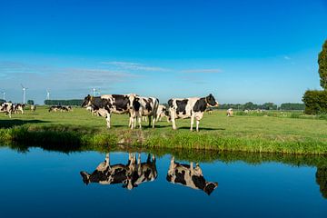 Vaches au bord du fossé sur Ruurd Dankloff