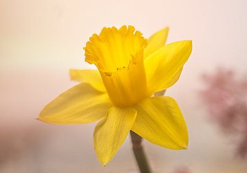 Gele Narcis van natascha verbij