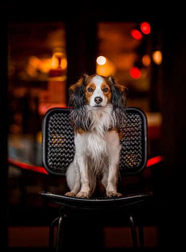 Le kooikerhondje en ville