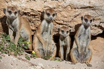 four funny lokking meerkats or suricates van Jürgen Ritterbach