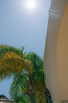 Charmante Algarve: Palmboom en Gebouw