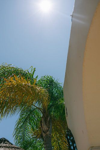 Charming Algarve: Palm tree and Building