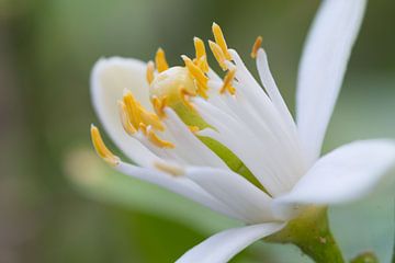 Makrofoto der Blüte einer Zitruspflanze