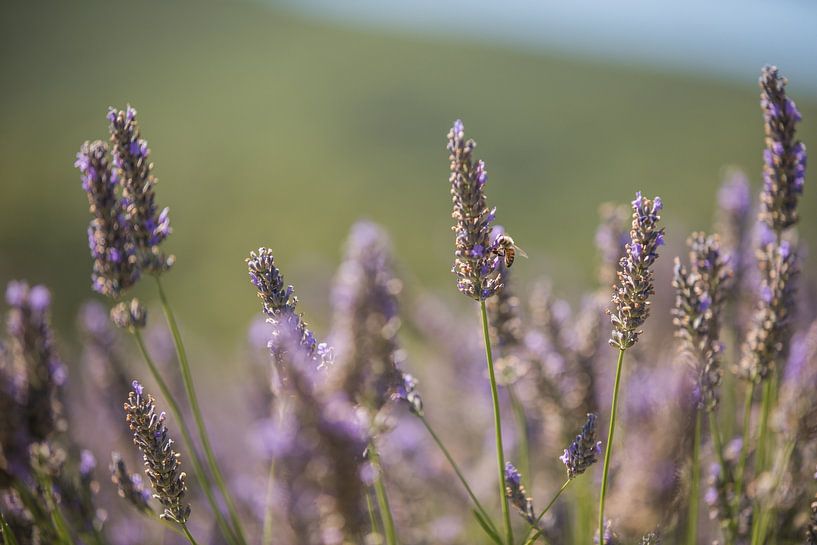lavender by Elke De Proost