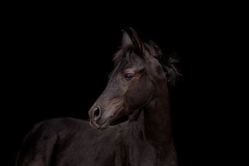 Arabian colt