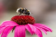 Bumblebee buried in pollen by Ingrid Aanen thumbnail